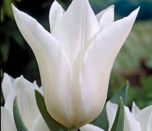 Тюльпан Уайт Триумфатор (Tulipa White Triumphator) — фото 1