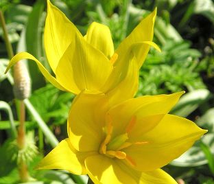 Тюльпан урумийский (Tulipa urumiensis)