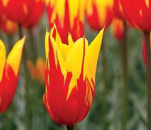 Тюльпан Фаир Вингз (Tulipa Fire Wings) — фото 1