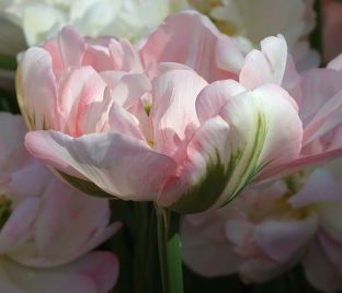 Тюльпан Финола (Tulipa Finola)