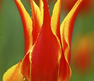 Тюльпан Флай Эвэй (Tulipa Fly Away) — фото 1