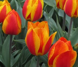 Тюльпан Флаэр (Tulipa Flair) — фото 1