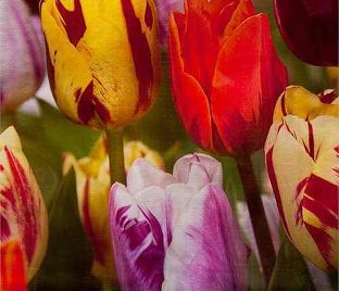 Тюльпан Флейминг Бьюти Микс (Tulipa Flaming Beauty Mix)