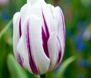 Тюльпан Флейминг Принс (Tulipa Flaming Prince)