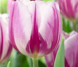 Тюльпан Флэйминг Флэг (Tulipa Flaming Flag)
