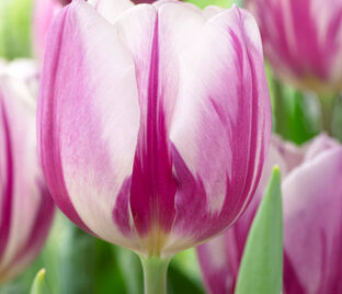 Тюльпан Флэйминг Флэг (Tulipa Flaming Flag) — фото 1