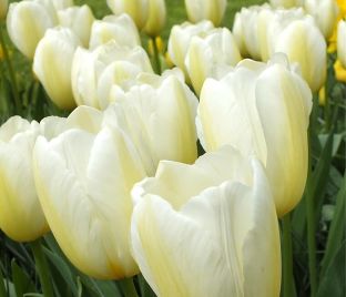 Тюльпан Франсуаза (Tulipa Francoise) — фото 1