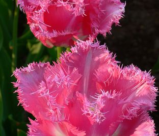 Тюльпан Фэнси Фриллс (Tulipa Fancy Frills) — фото 1
