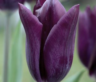 Тюльпан Хавран (Tulipa Havran) — фото 1
