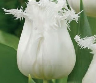 Тюльпан Ханимун (Tulipa Honeymoon)