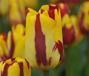 Тюльпан Хелмар (Tulipa Helmar) — фото 1