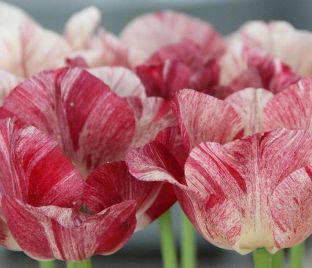 Тюльпан Хемисфер (Tulipa Hemisphere)