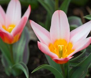 Тюльпан Хартс Делайт (Tulipa Heart's Delight) — фото 1