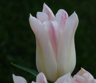 Тюльпан Холанд Чик (Tulipa Holland Chic)