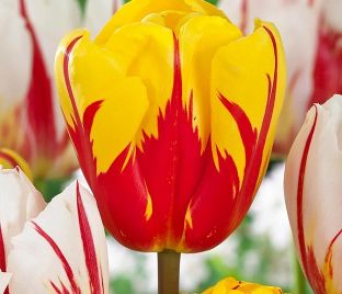 Тюльпан Холланд Куин (Tulipa Holland Queen) — фото 1