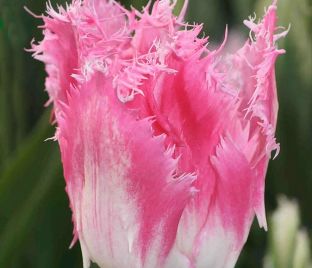 Тюльпан Хьюс Тен Бош (Tulipa Huis Ten Bosch) — фото 1