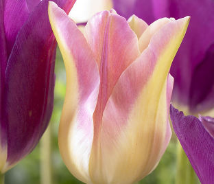 Тюльпан Элегант Леди (Tulipa Elegant Lady) — фото 1