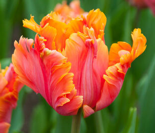 Тюльпан Эмейзинг Пэррот (Tulipa Amazing Parrot) — фото 1