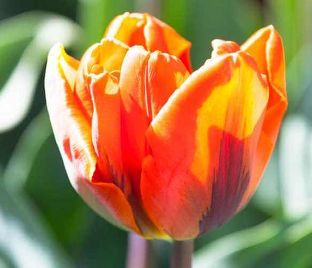 Тюльпан Эрмитаж (Tulipa Hermitage)