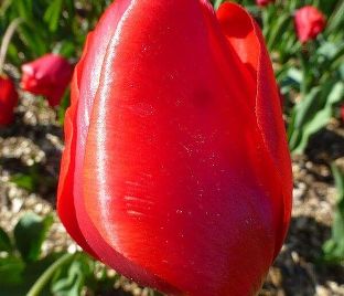 Тюльпан Эскейп (Tulipa Escape) — фото 1