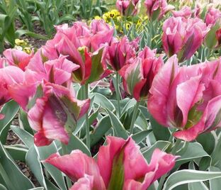 Тюльпан Эсперанто (Tulipa Esperanto) — фото 1