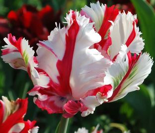 Тюльпан Эстелла Рийнвелд (Tulipa Estella Rijnveld) — фото 1
