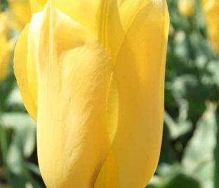 Тюльпан Ян ван Нес (Tulipa Jan van Nes)