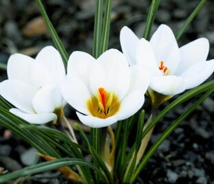 Крокус Ард Шенк (Crocus Ard Schenk) — фото 1