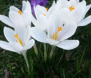 Крокус Белый (Crocus White) — фото 1