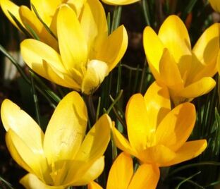 Крокус Голден Еллоу (Crocus Golden Yellow)