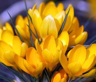 Крокус Голдилокс (Crocus Goldilocks) — фото 1