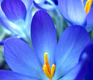 Крокус Голубой (Crocus Blue)