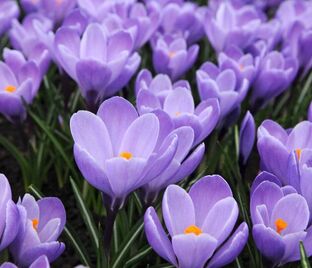 Крокус Гран Мэтр (Crocus Grand Maitre) — фото 1