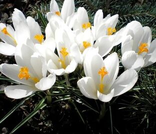 Крокус Жанна Д'Арк (Crocus Jeanne d´Arc)