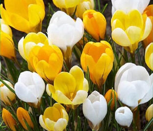 Крокус Желто-белый (Crocus Yellow-White)