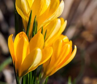 Крокус Желтый (Crocus Yellow)