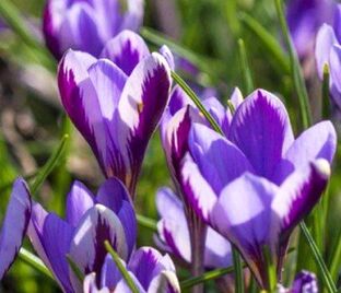 Крокус Зибера Спринг Бьюти (Crocus sieberi Spring Beauty) — фото 1