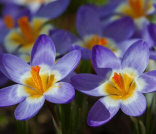 Крокус Зибера Триколор (Crocus sieberi Tricolor) — фото 1