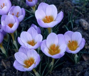 Крокус Зибера Файрфлай (Crocus sieberi Firefly) — фото 1