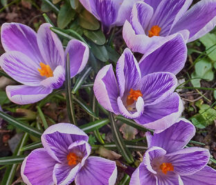 Крокус Кинг оф зе Страйпед (Crocus King of the Striped) — фото 1