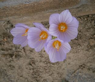 Крокус Кочи (Crocus kotschyanus) — фото 1