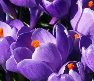 Крокус Куин оф зе Блюз (Crocus Queen of the Blues)