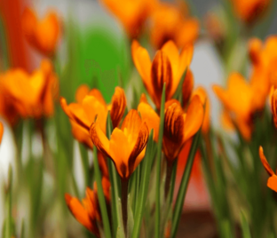 Крокус Оливьери Оранж Монарх (Crocus Olivieri Orange Monarch)