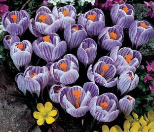 Крокус Пиквик (Crocus Pickwick) — фото 1