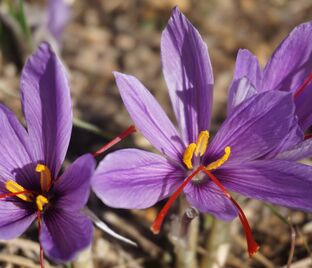 Крокус посевной (Crocus sativus)