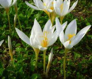 Крокус прекрасный Альбус (Crocus speciosus Albus) — фото 1