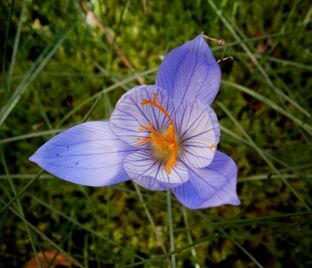 Крокус прекрасный Артабир (Crocus speciosus Artabir) — фото 1