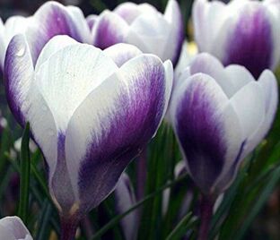 Крокус Принц Клаус (Crocus Prins Claus)