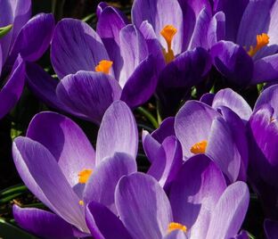 Крокус Ремембранс (Crocus Remembrance) — фото 1