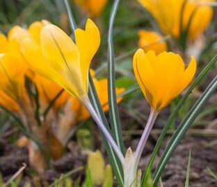 Крокус Романс (Crocus Romance) — фото 1